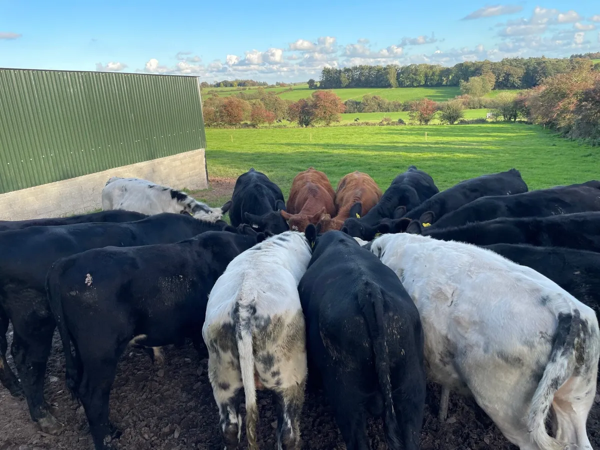 AAX, BBX and LMX Weanling Bulls - Image 2