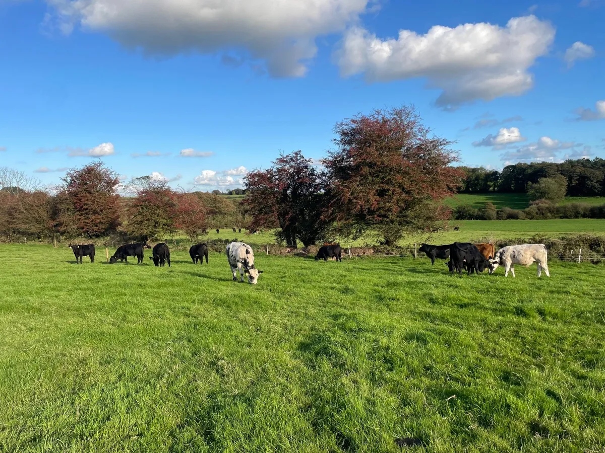 AAX, BBX and LMX Weanling Bulls - Image 3