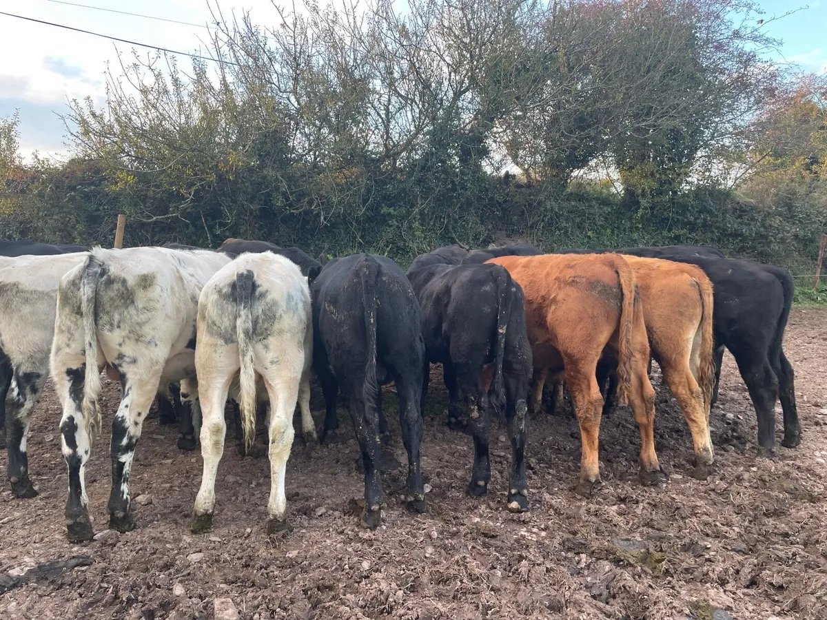 AAX, BBX and LMX Weanling Bulls - Image 4