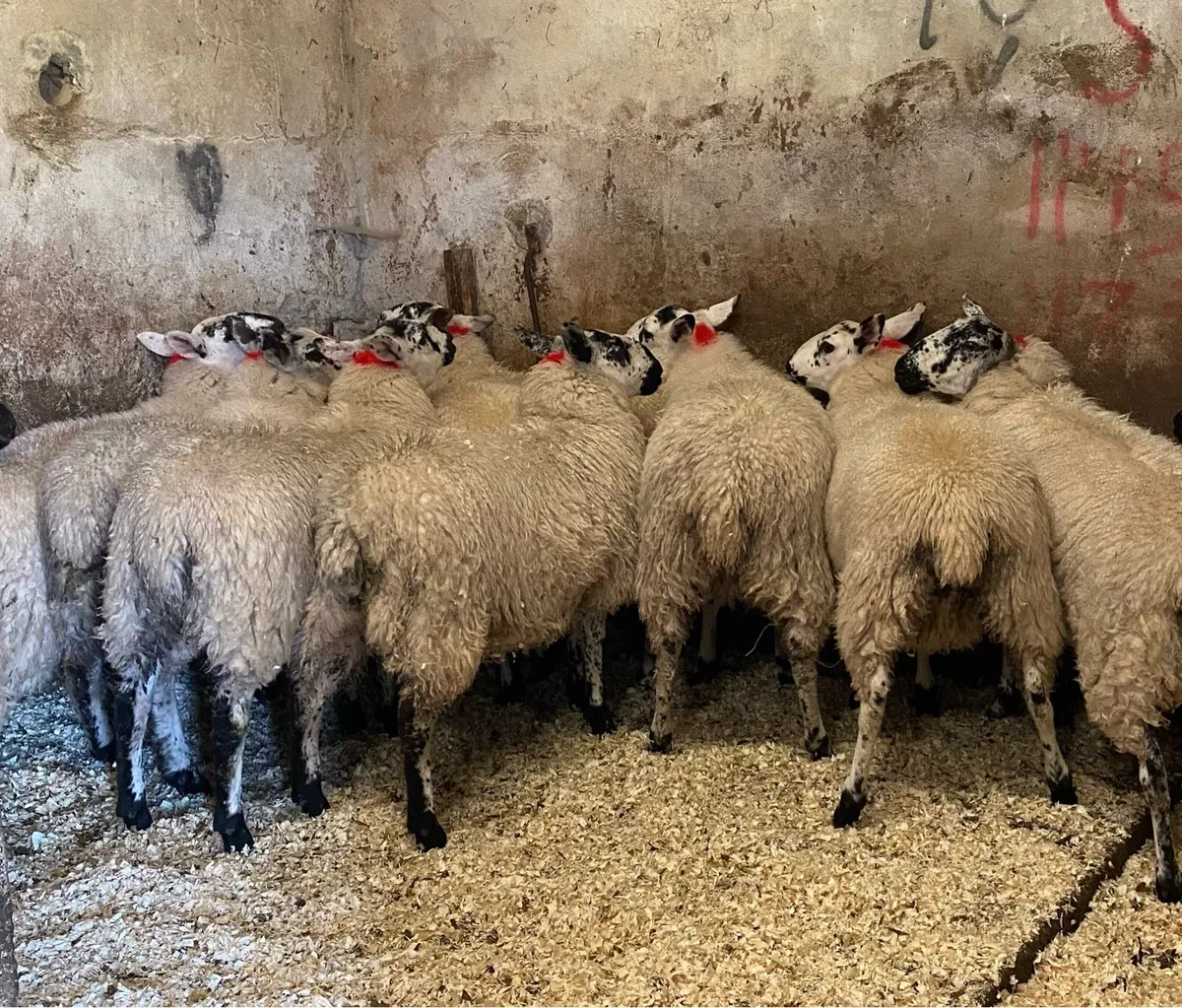 ⭐️EWE LAMBS⭐️ - Image 1