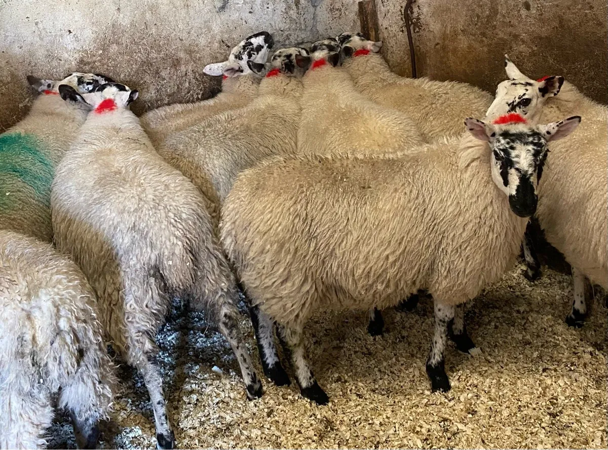⭐️EWE LAMBS⭐️ - Image 3