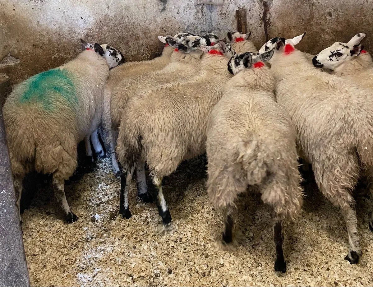 ⭐️EWE LAMBS⭐️ - Image 4