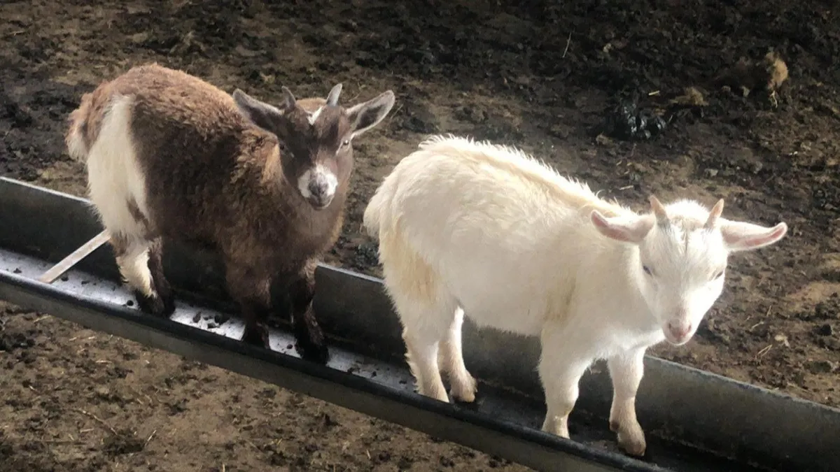 Pygmy goats - Image 1