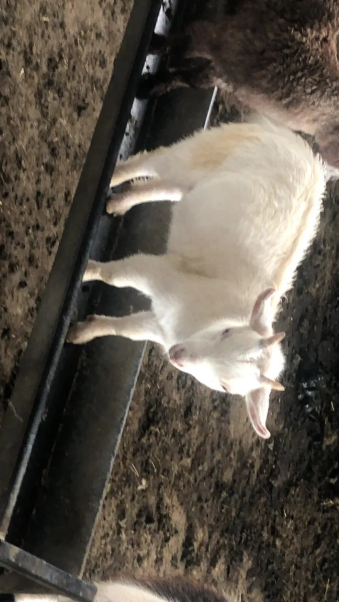 Pygmy goats - Image 2