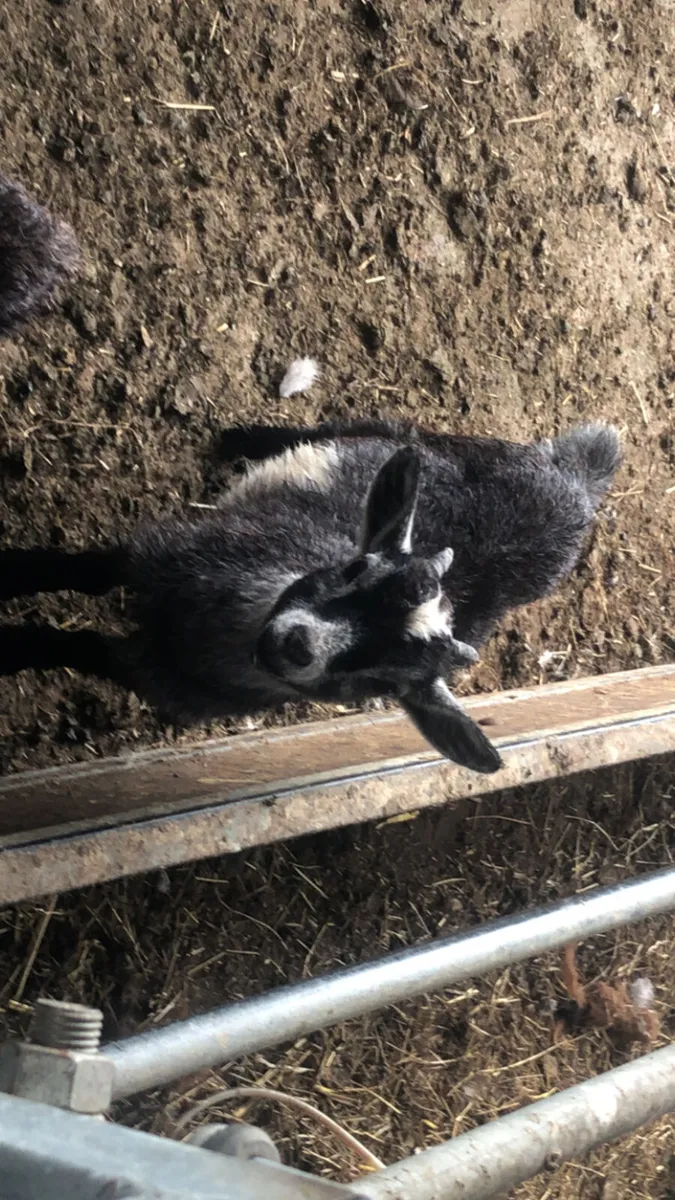 Pygmy goats - Image 3
