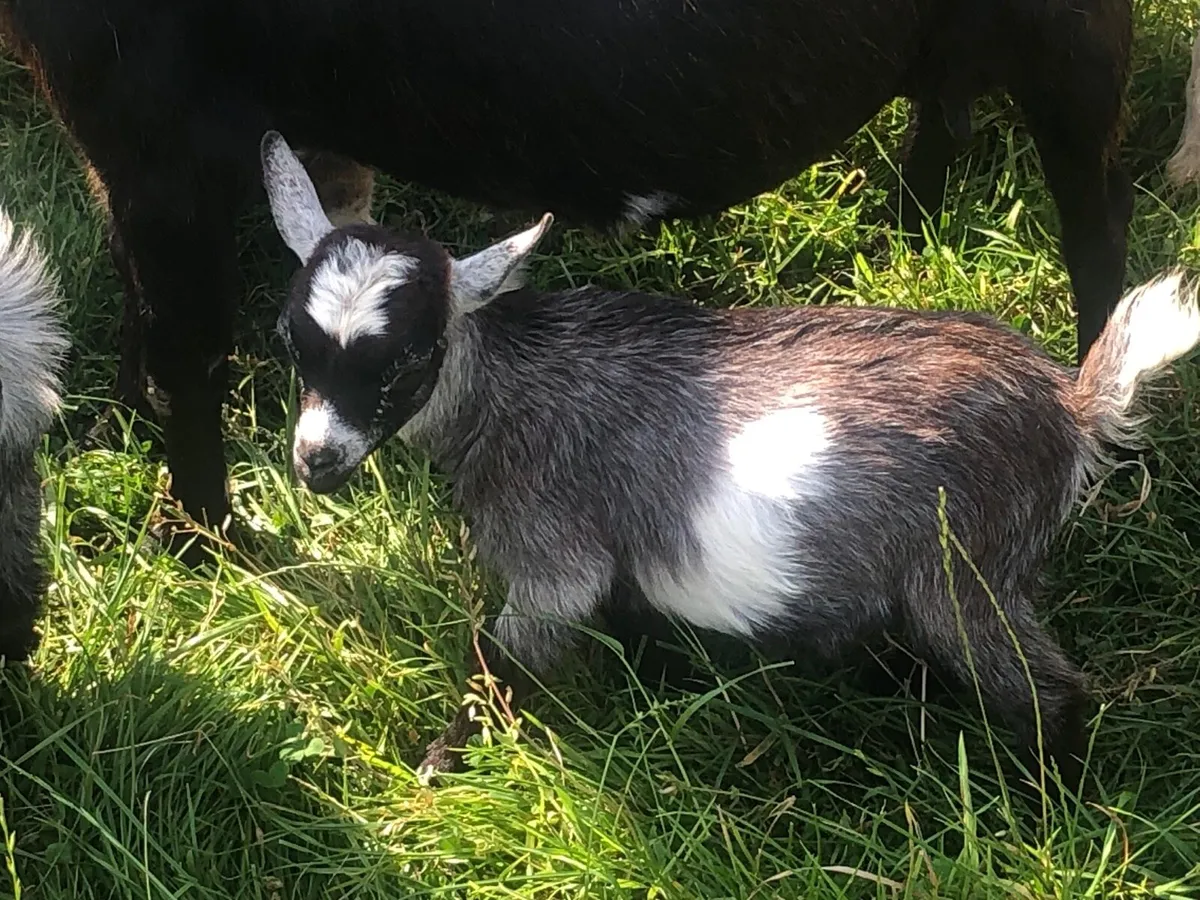 Pygmy goats - Image 4
