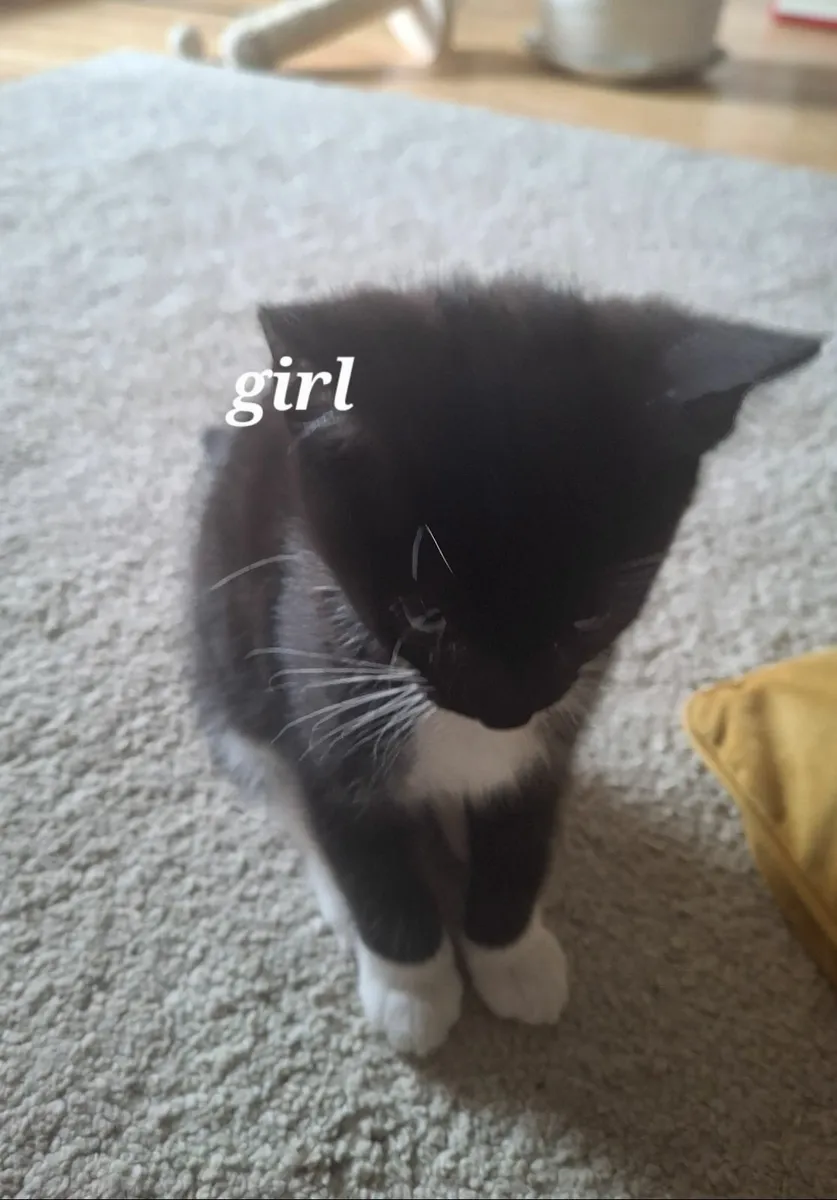 Adorable Kittens Looking for Loving Homes - Image 3