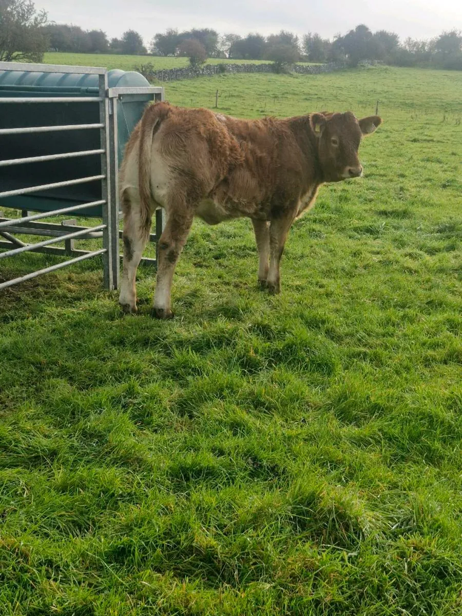 WEANLING HEIFERS - BALLINROBE MART SHOW & SALE - Image 2
