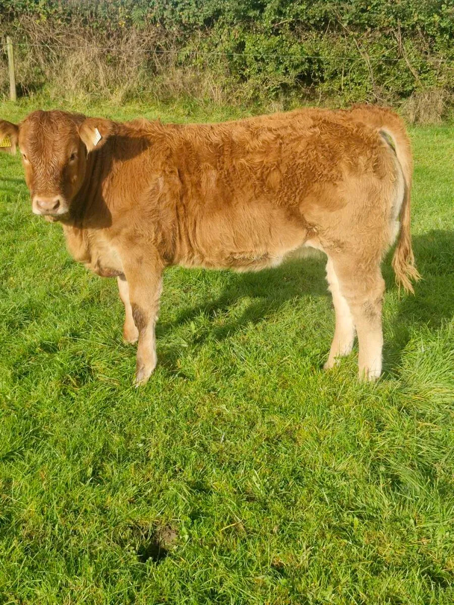 WEANLING HEIFERS - BALLINROBE MART SHOW & SALE - Image 3