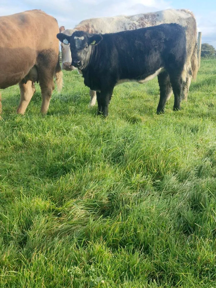 WEANLING HEIFERS - BALLINROBE MART SHOW & SALE - Image 4
