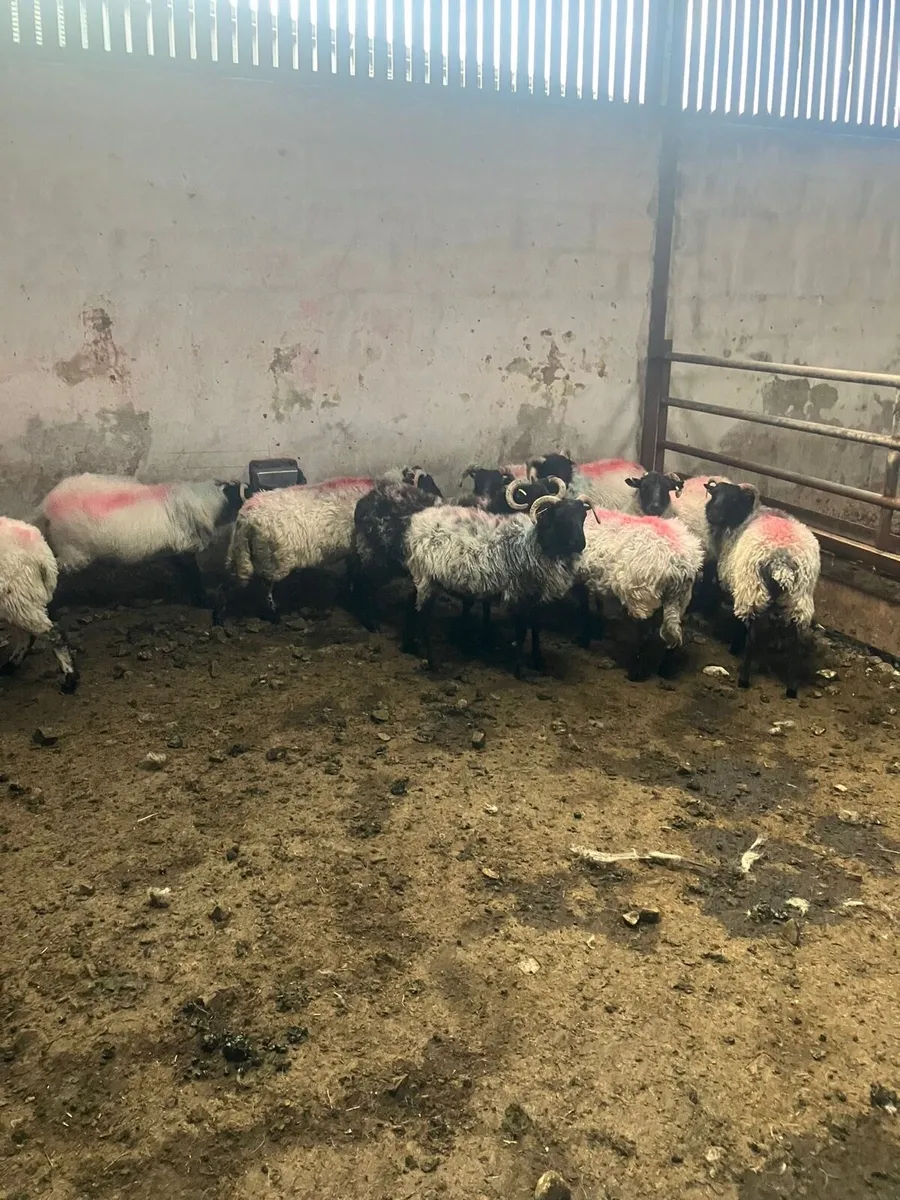 Ewes - Image 1