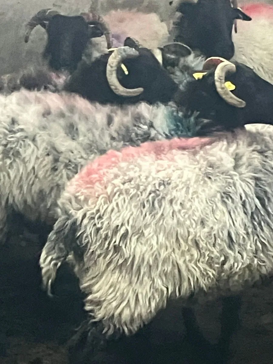 Ewes - Image 2