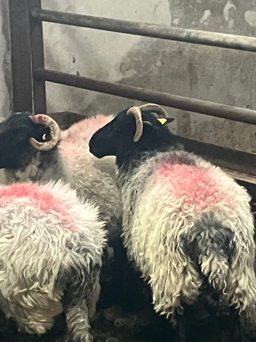 Ewes - Image 3