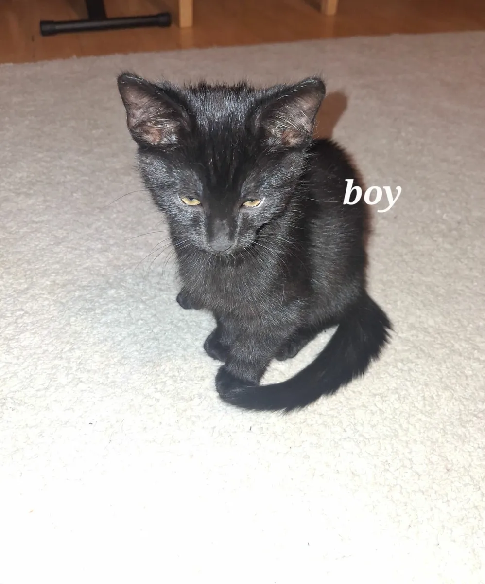 Adorable Kittens Looking for Loving Homes - Image 4