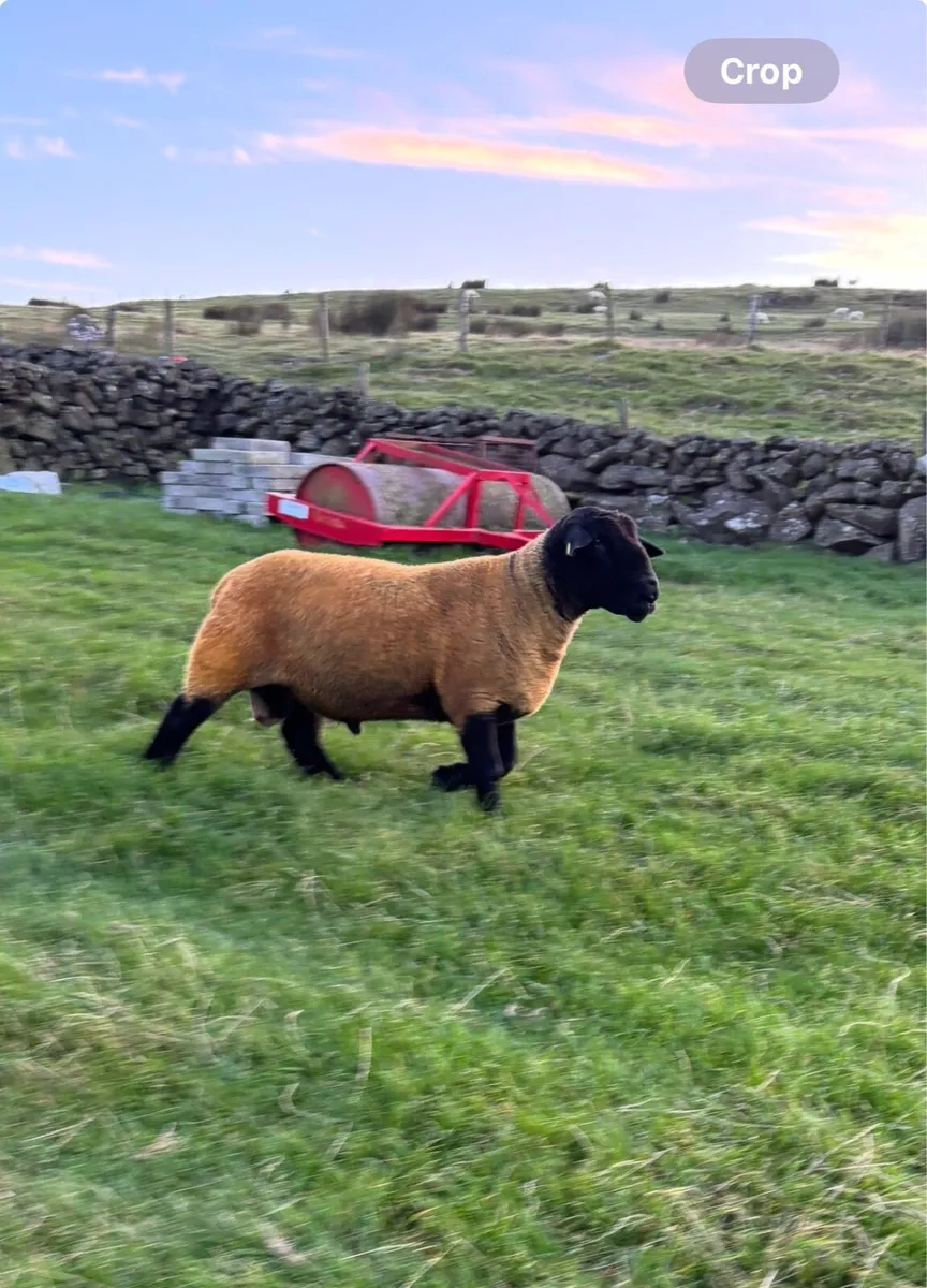 Suffolk Shearling Rams - Image 2