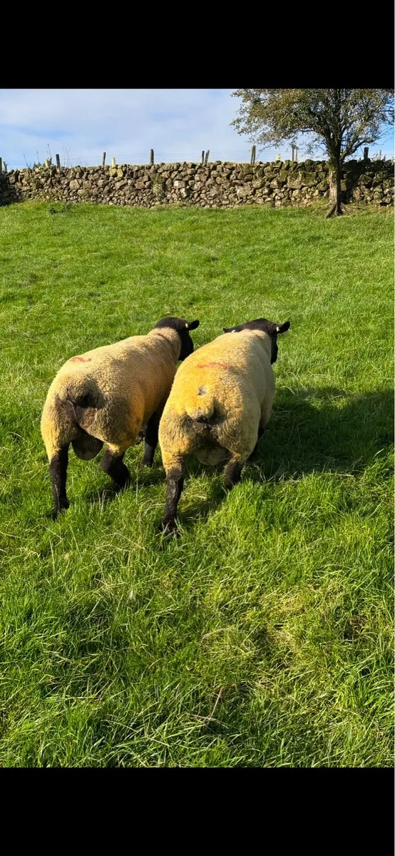 Suffolk Shearling Rams - Image 3
