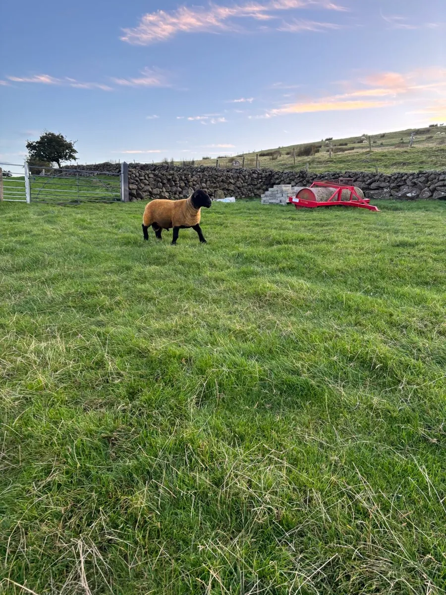 Suffolk Shearling Rams - Image 4