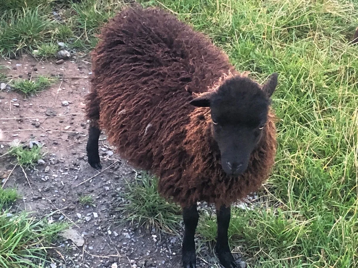 Ouessant sheep - Image 1
