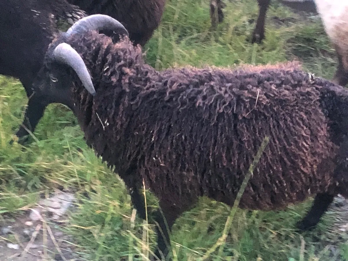 Ouessant sheep - Image 2