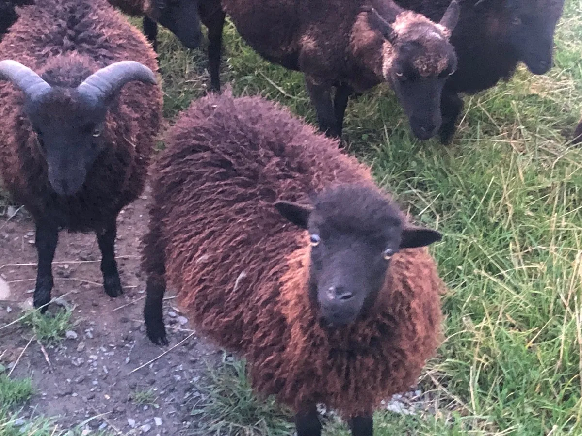 Ouessant sheep - Image 3