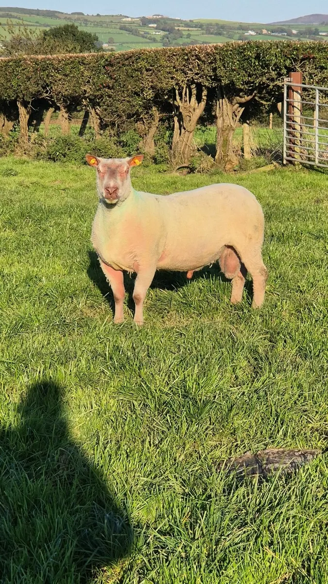 Charolloais rams - Image 1