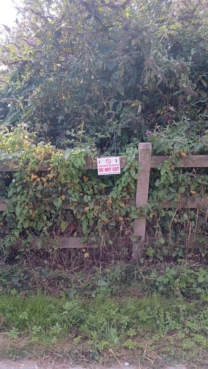 Japanese Knotweed Treatment - Image 4
