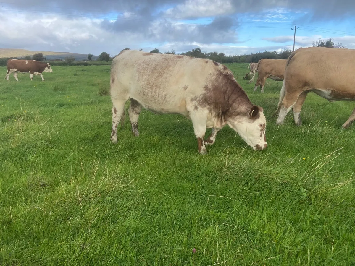 Beef cattle - Image 2