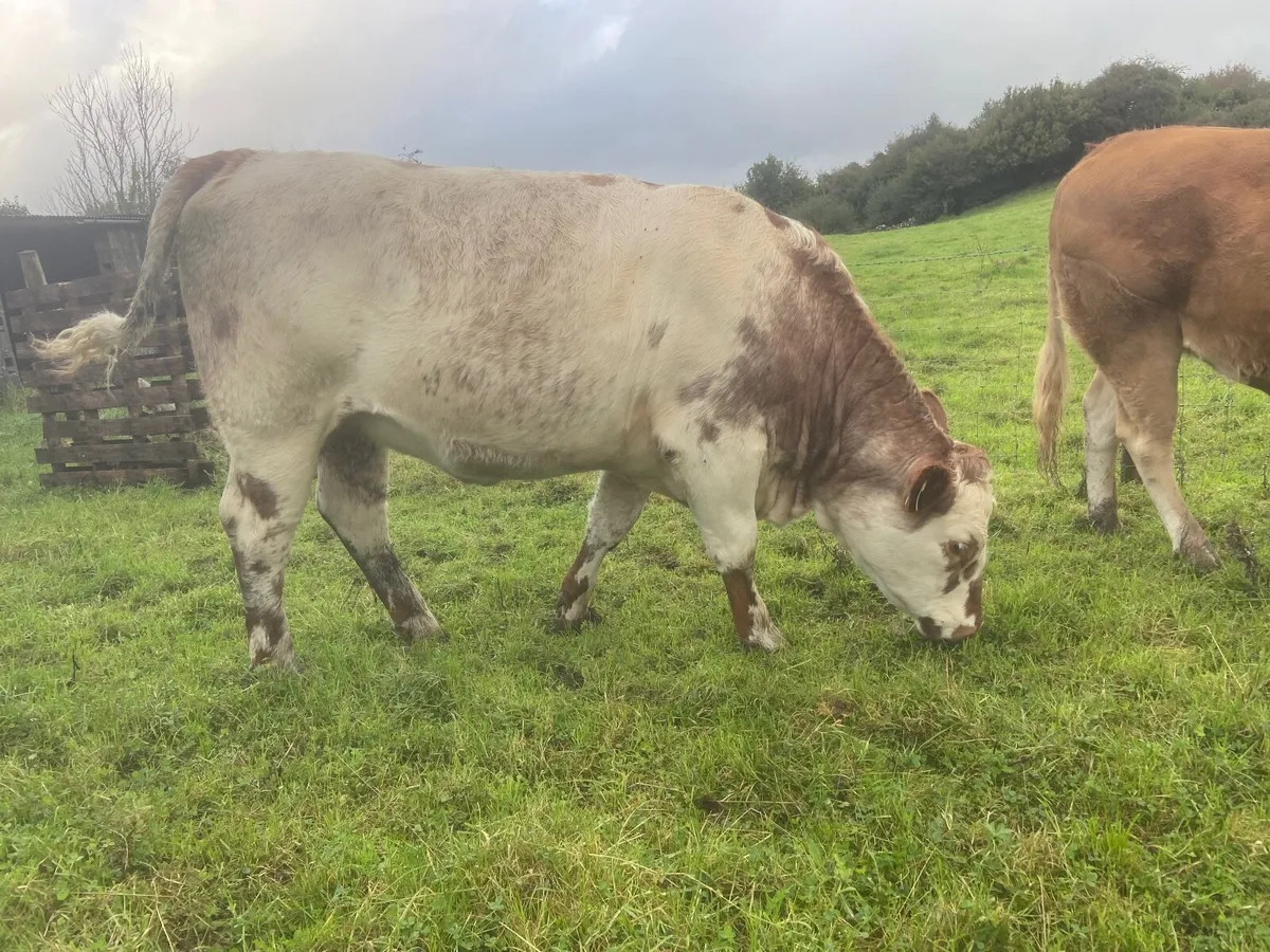 Beef cattle - Image 3