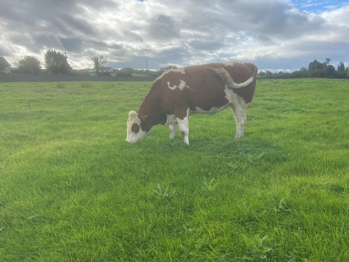 Beef cattle - Image 4