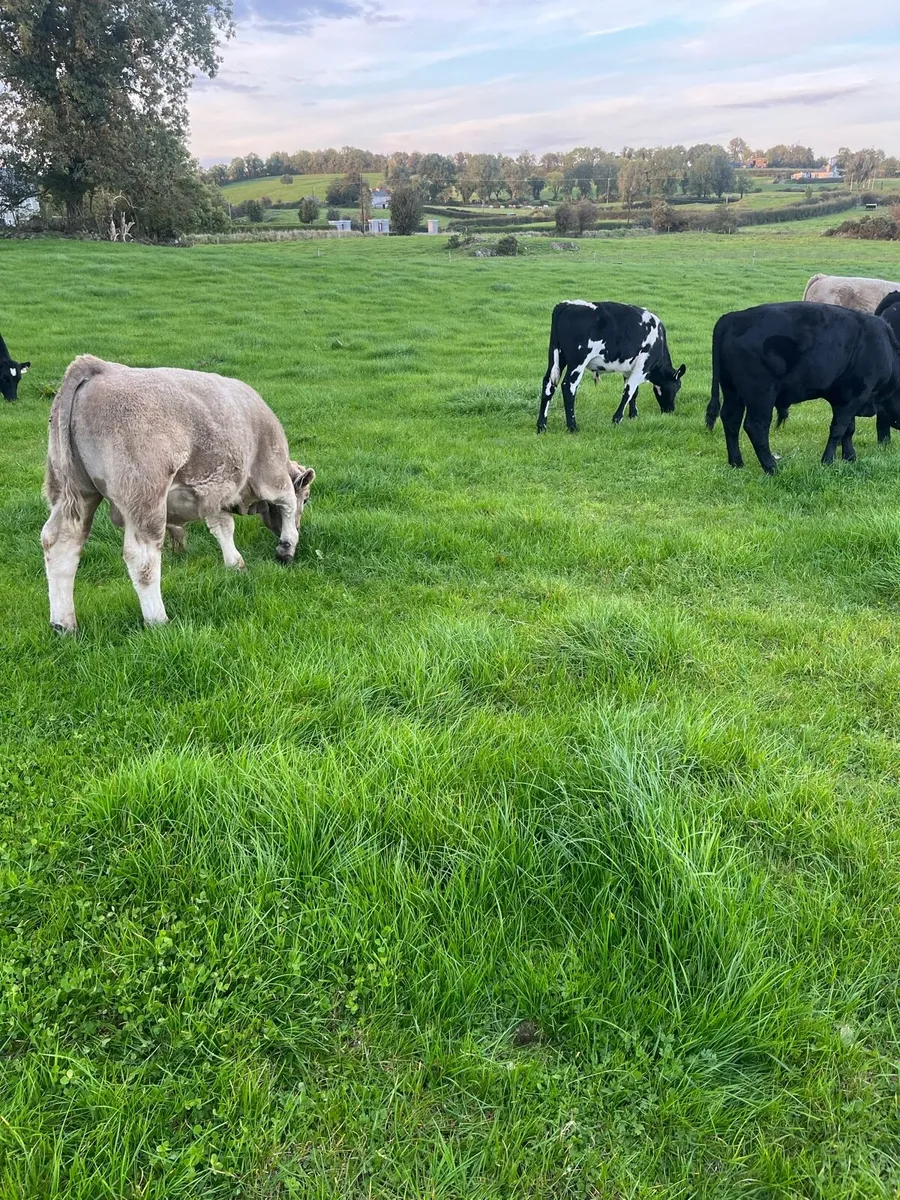 Organic bullocks - Image 2