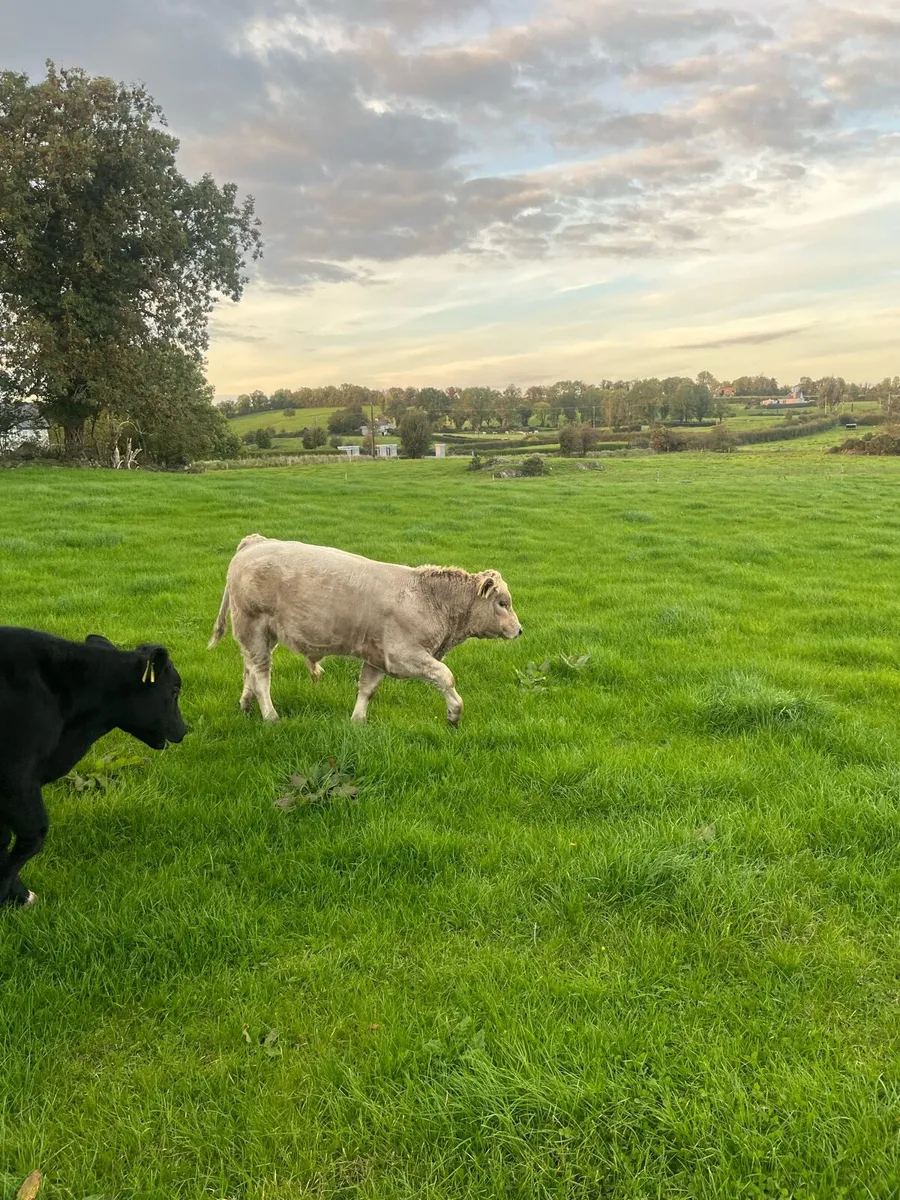Organic bullocks - Image 3