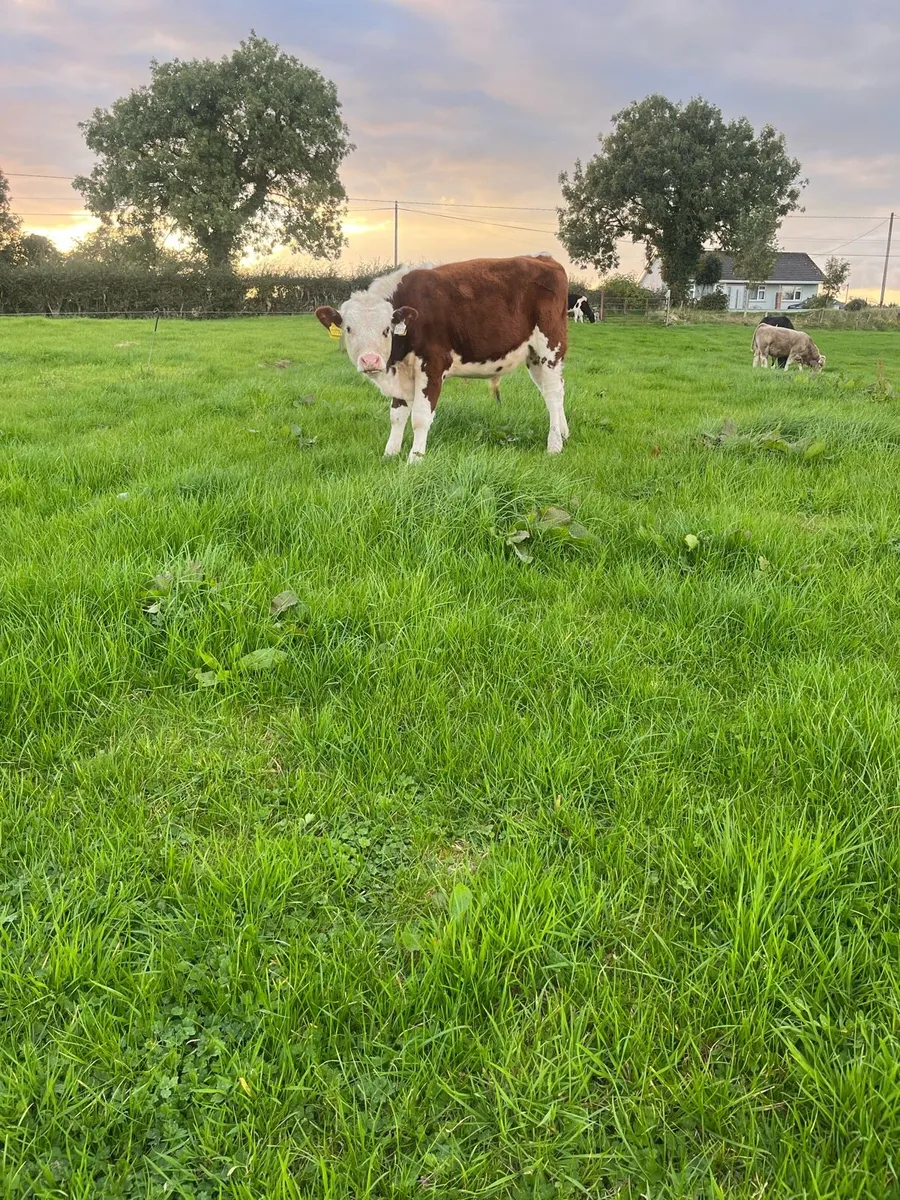 Organic bullocks - Image 4