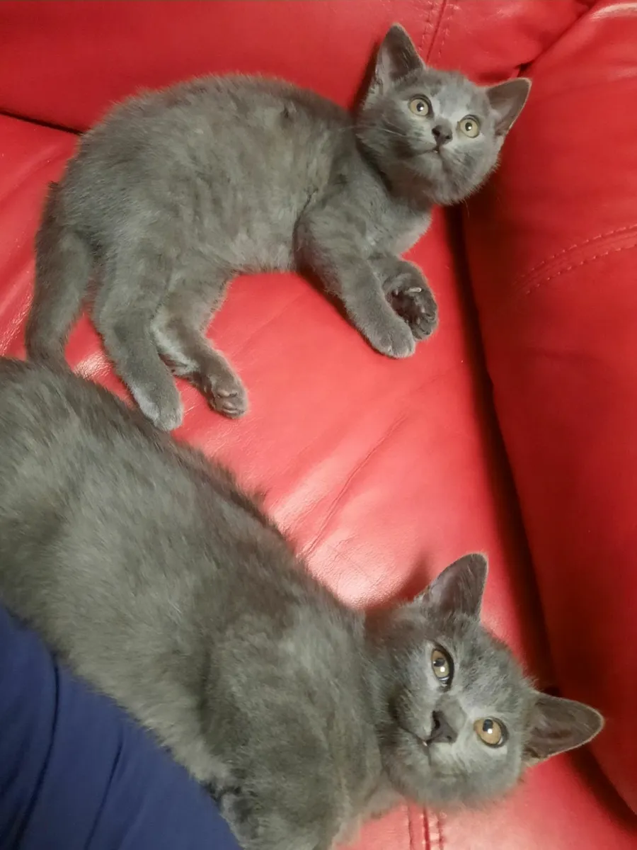 British Kittens - Image 2