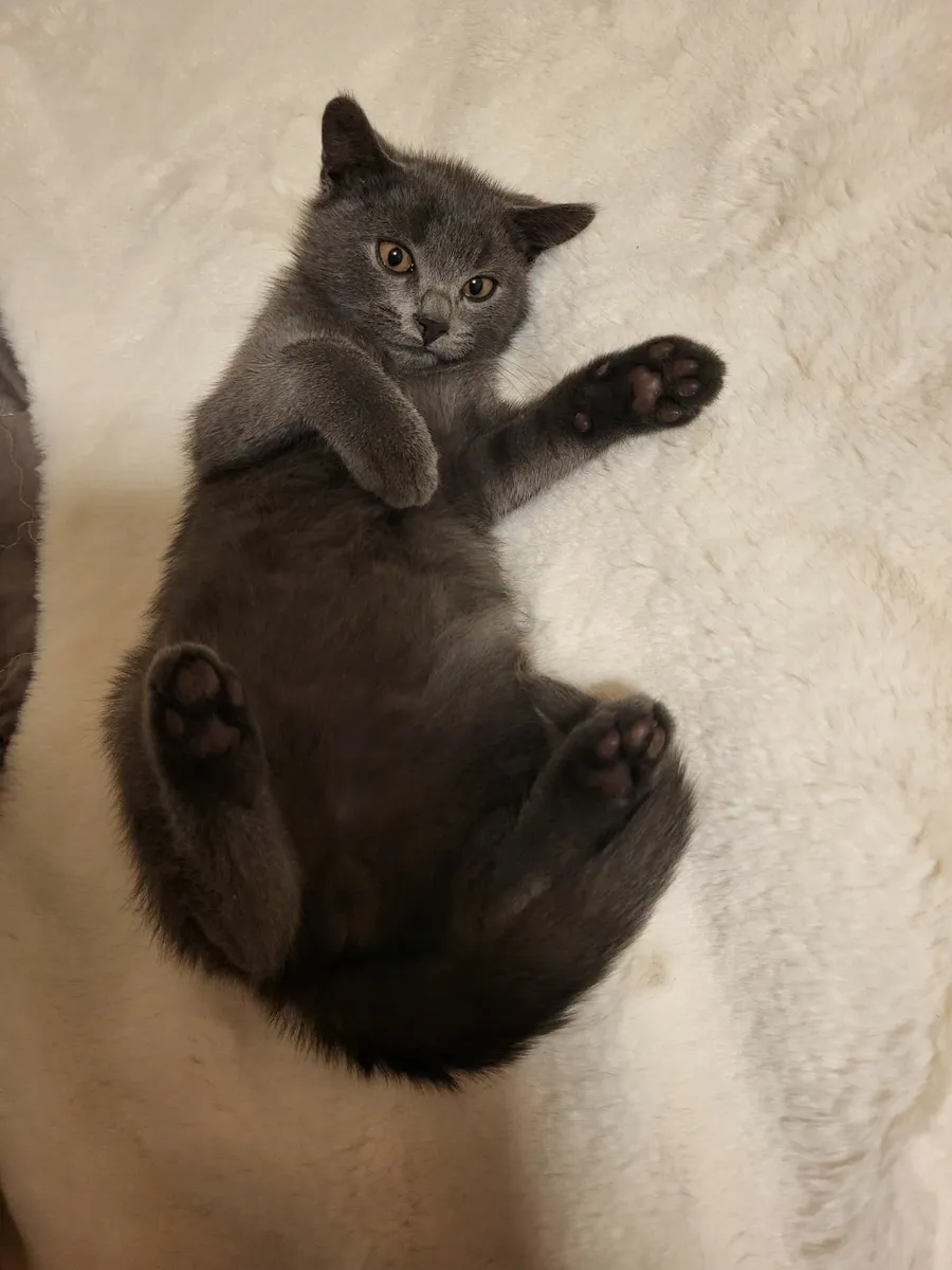 British Kittens - Image 3