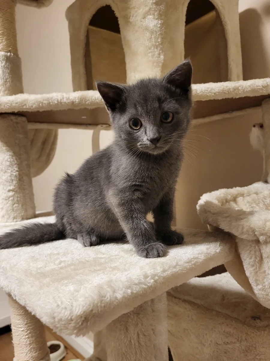 British Kittens - Image 4