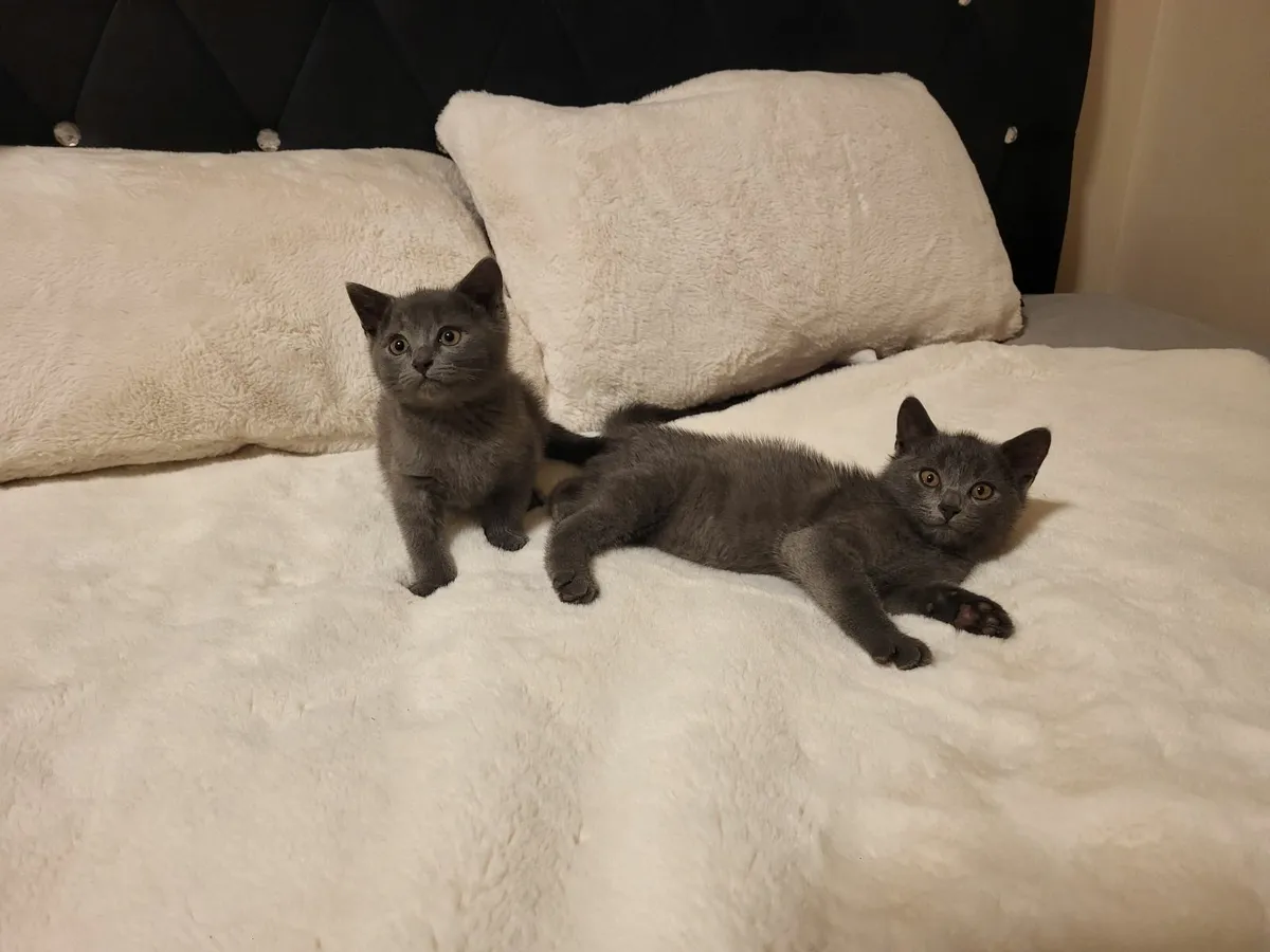 British Kittens - Image 1