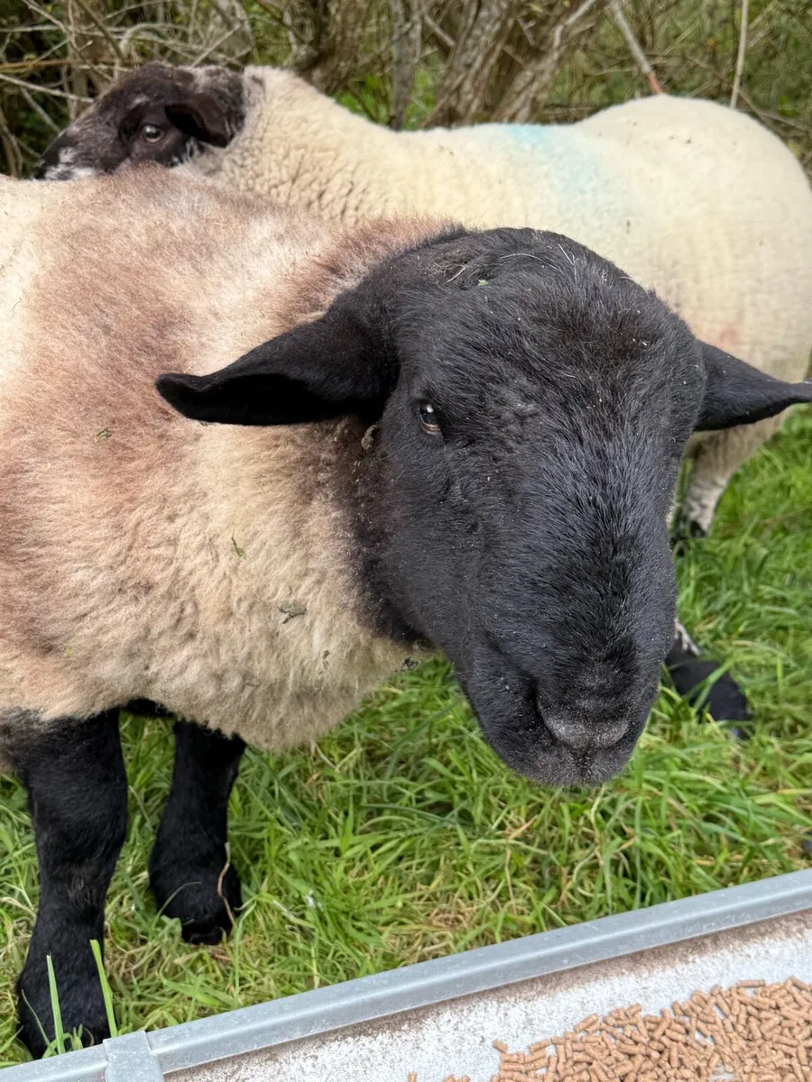 Hogget rams - Image 1