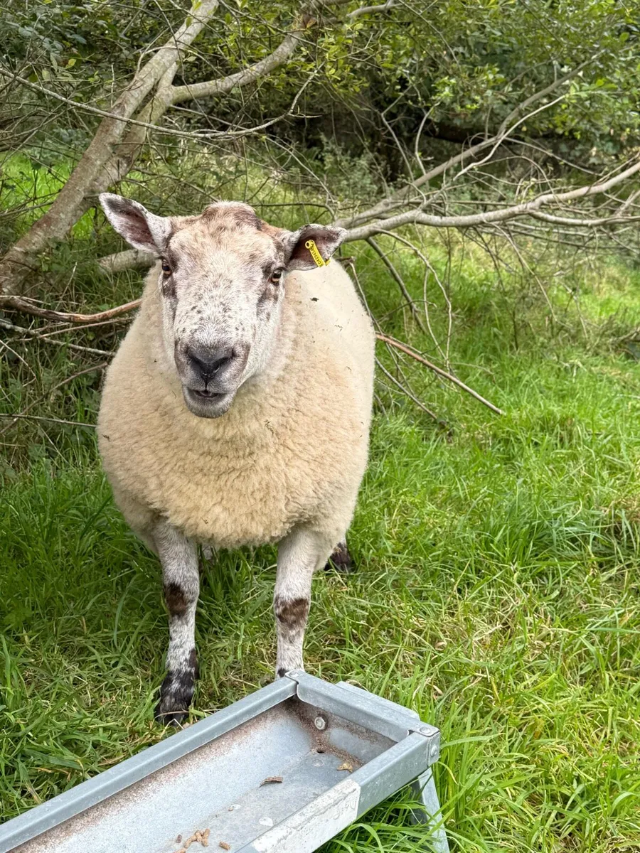 Hogget rams - Image 2