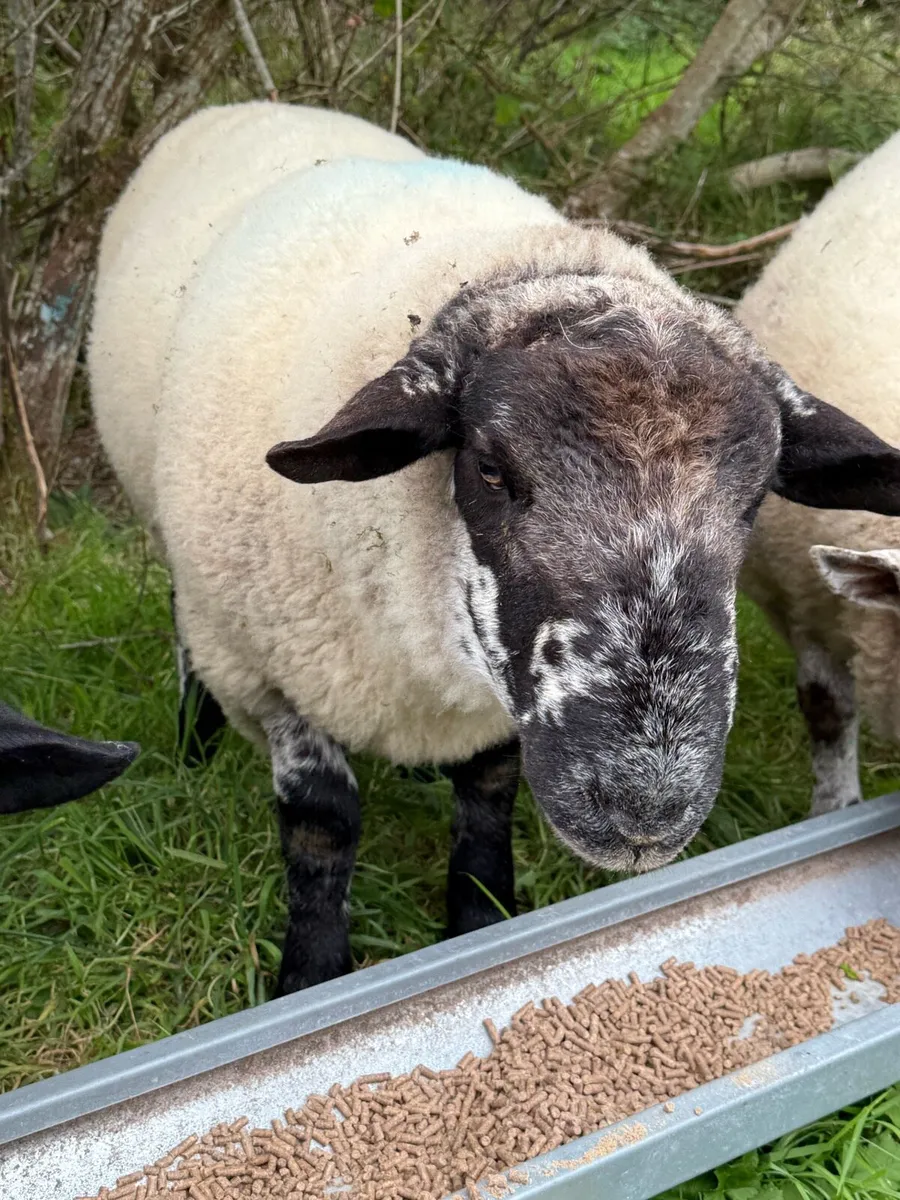 Hogget rams - Image 3