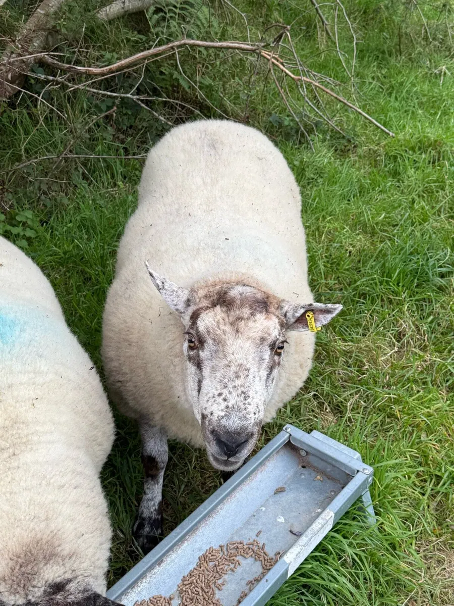 Hogget rams - Image 4
