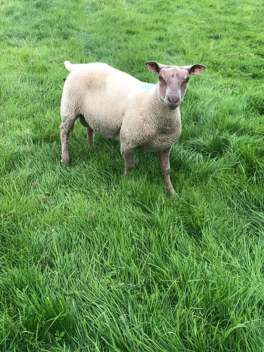 Charolais hybrid ram lamb - Image 1