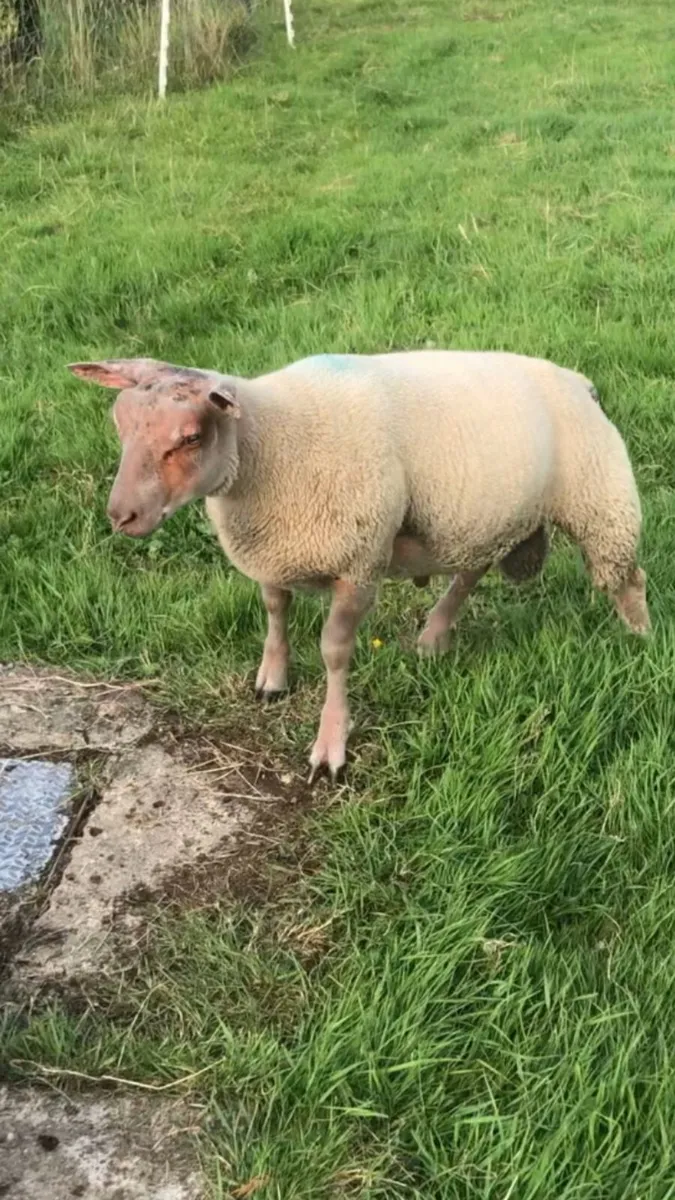 Charolais hybrid ram lamb - Image 2