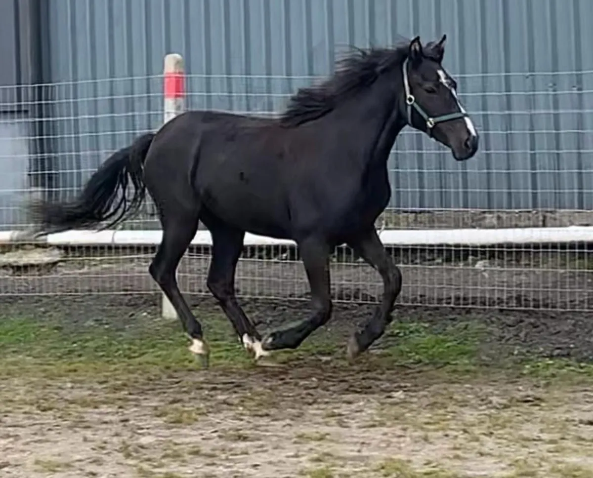 Filly - Image 1