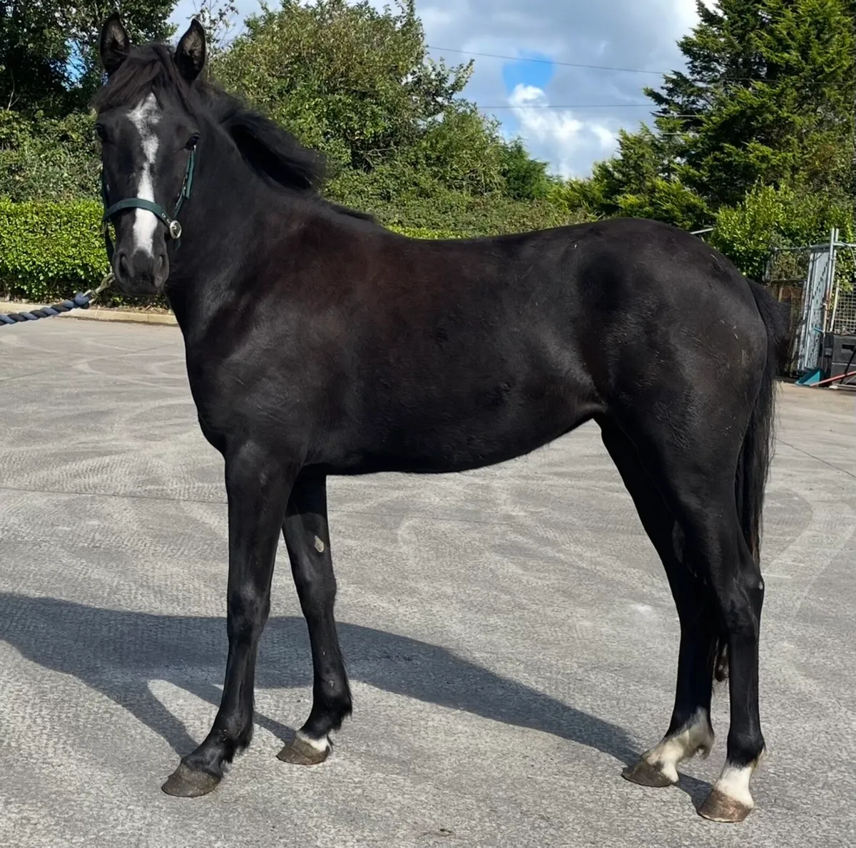 Filly - Image 2