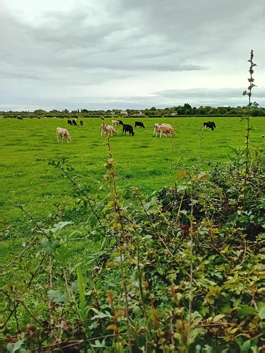 Weanlings - Image 1