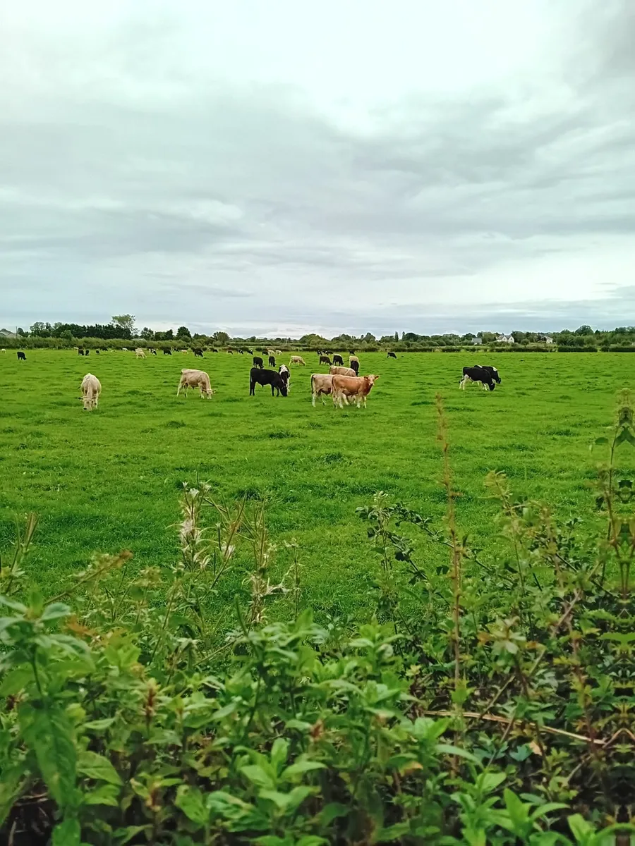 Weanlings - Image 2