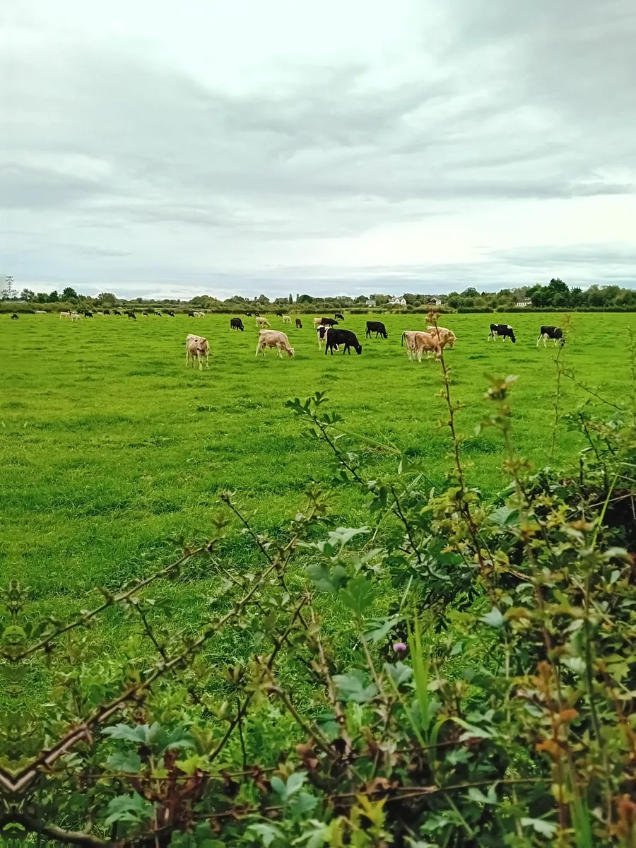 Weanlings - Image 3