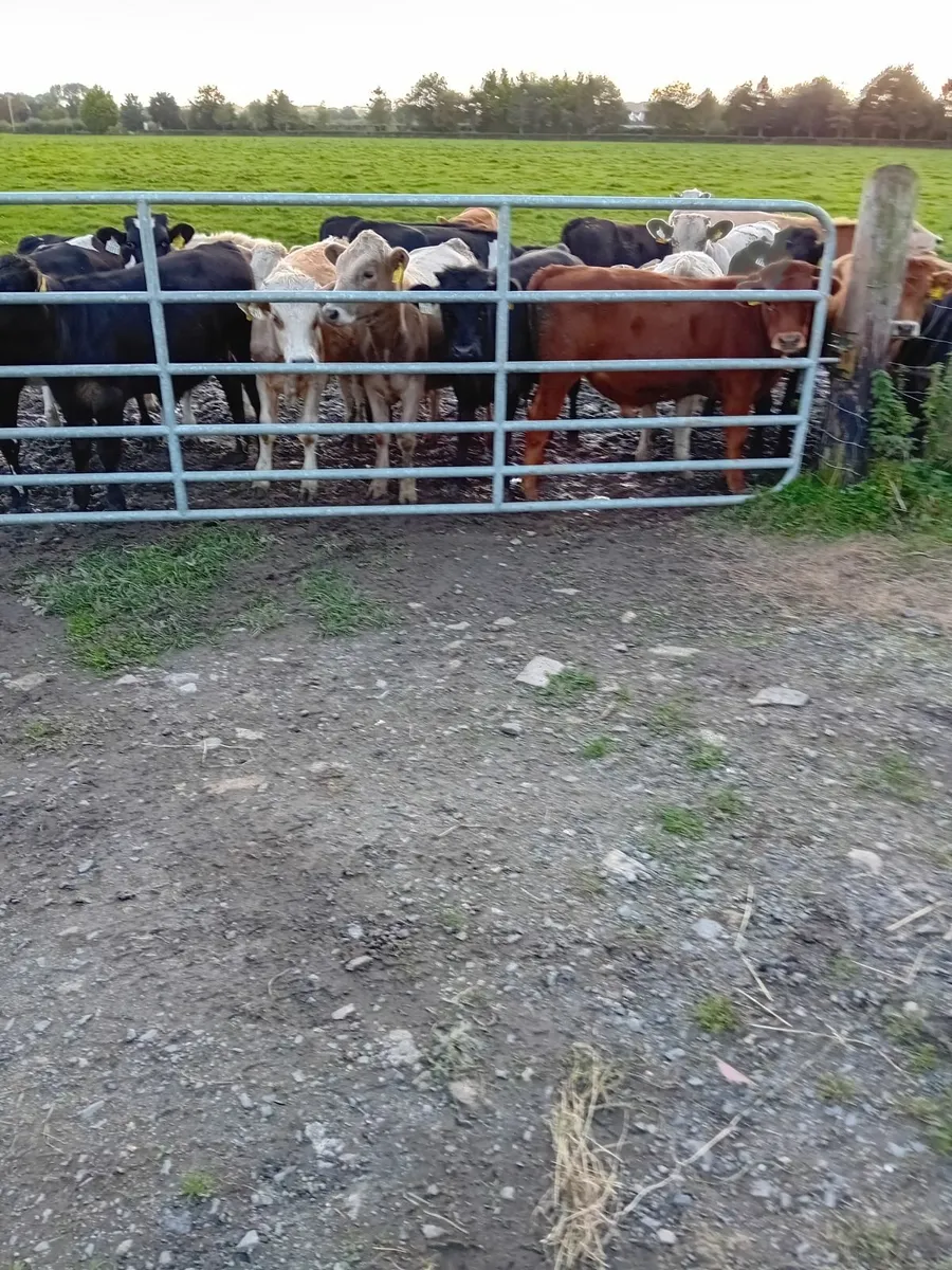 Weanlings - Image 4
