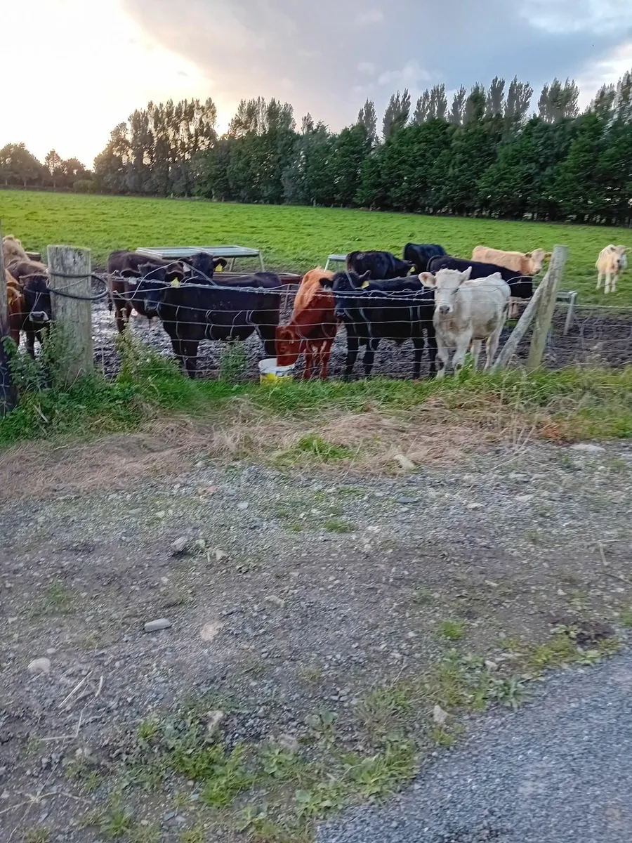 Weanlings - Image 4