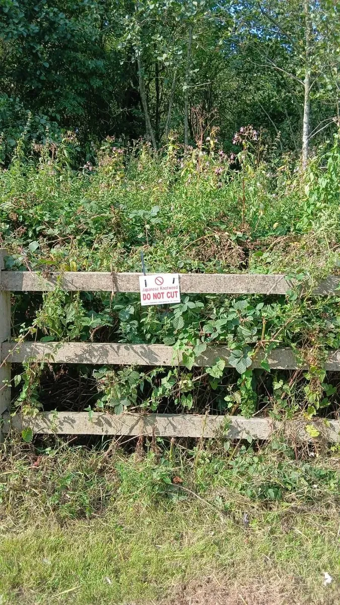 Japanese Knotweed Treament - Image 3